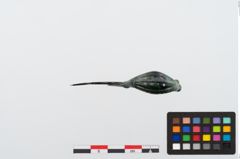 Foto von Bronzekahnfibel (NHMW-PRAE-024461)